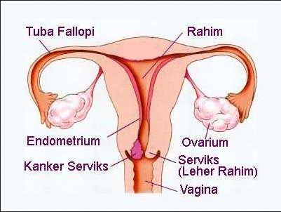 What is the cervix?